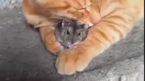 Cat and Mouse Relationship
