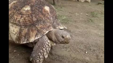 150 Years old tortoise