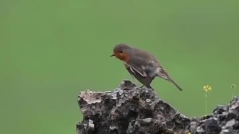 Eurasian Robin