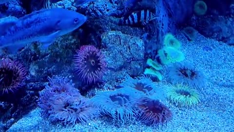 Sea Aquarium singapur 2019 Resorts world best Aquarium