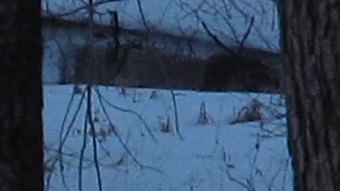 Bobcat on White river near Whitehall, Mi