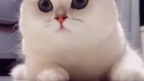 Cat Can Also Smile