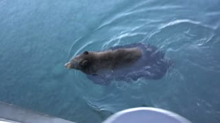 Bear swimming along pier in Lake Tahoe