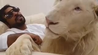 what do you mean a lion as a pet? 😱😱😱