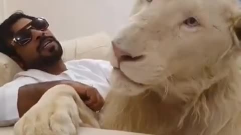 what do you mean a lion as a pet? 😱😱😱