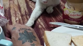 Thor the Cat Begs Owner for Some Sandwich