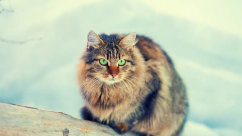 The Majestic Norwegian Forest Cat