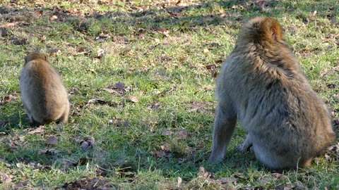 barbary macaque