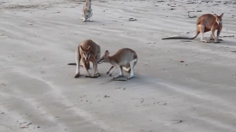 Animal - Funny - Kangaroo - Attack - Fight