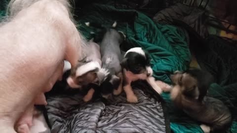 Chinese Crested Puppies Playing in the Morning