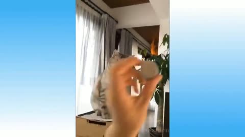 Cute Cat Compilation Video