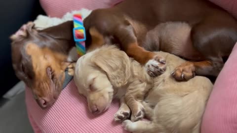 Best Friends Nap Together