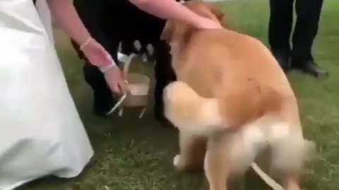 Dog brings bucket for the bride woman🤩