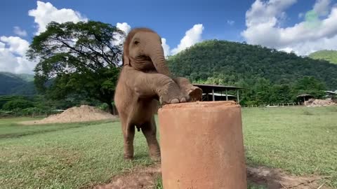 Baby Elephant Tries To Figure It Out How To Eat Grass On The Top Of Cement Pipe - ElephantNews
