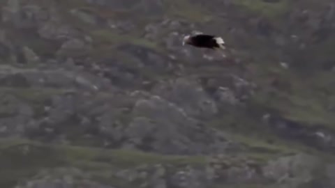 King Eagle Flying With Goat