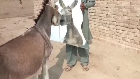 Mirror Prank with Donkey 🐴 Funniest VIDEOS 🤣
