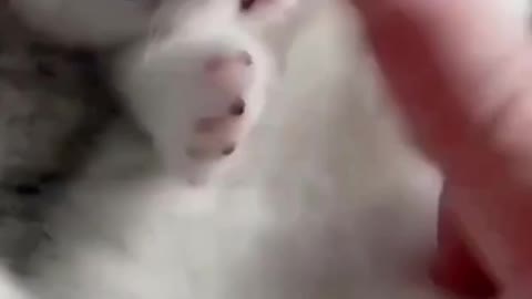 Funny video cat