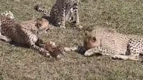 3 cheetah playing baby deer video #shorts #cheetah #deer