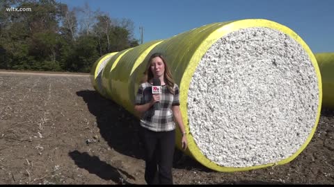 Cotton harvesting time in Sumter county