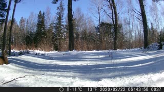 deer making a bed and a quick snooze