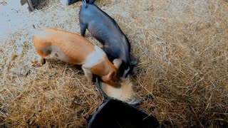 What did we get into? - Pig Farming