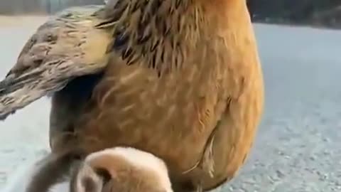 Puppy and cock