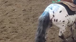 Marion County Fair Horse Back riding