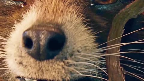 Baby Groot Emotional Video.