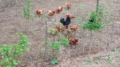 How to Feed Chickens when Bread is Falling from the Sky?