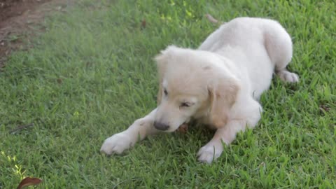 Little Puppy Playing on the Grass and learing his first Skills