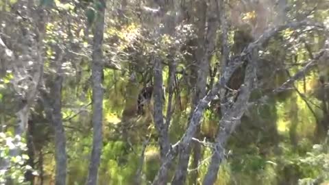 Brown Bear viewing at Brooks Falls Alaska USA (Part 3)