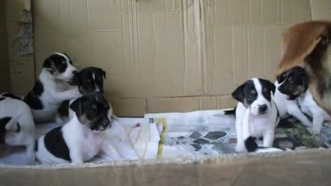 Jack Russell Puppies playing - 4 Weeks