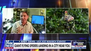 The Giant Joro spiders are making a comeback! Fox News