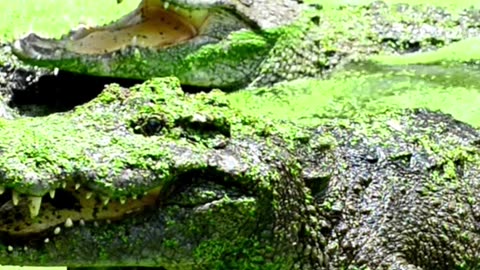 Amazing Facts about crocodile