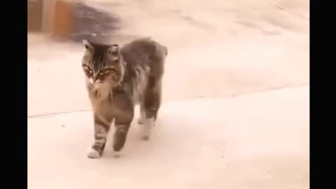 Cute and Funny Fancy Cats