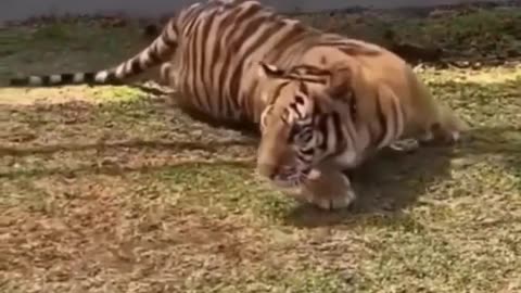 Dog and tiger playing