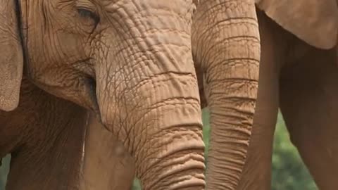 The land dominant African elephant