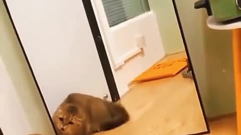 funny cats reaction mirror