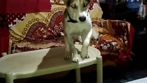 Indian dog/puppy funny video