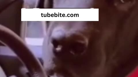 funny dog car driving #youtubeshorts #funnyshorts #shorts #tubebite #funnyvideos #funnypeople