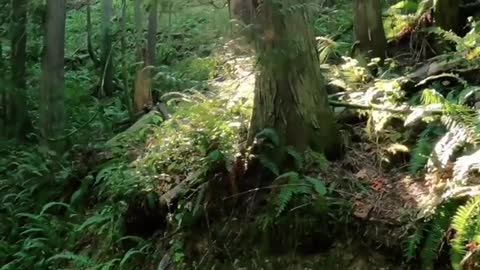 Fidalgo Island - Anacortes Community Forest Land