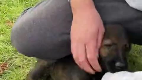 Watch My Sable German Shepherd Puppy Grow Up