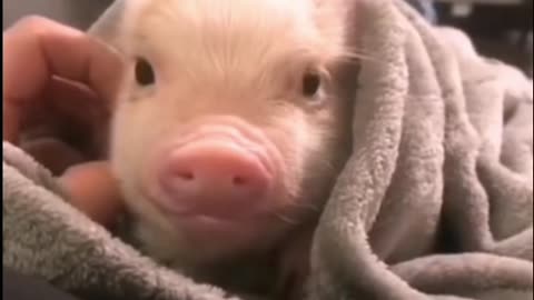 Cute baby pig