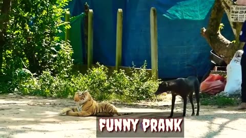2023 Best of Animal Prank-Real Animal Prank videos Funny frank dog vs fake tiger |