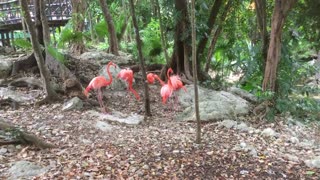 Look at this bright colour American flamingo socializing with each other - Part 2