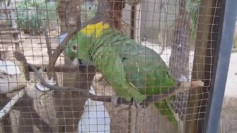 Funny birds videos