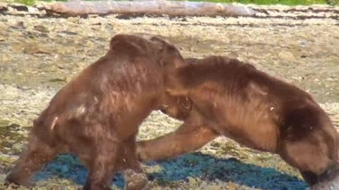 Violent fight between two grizzly bears