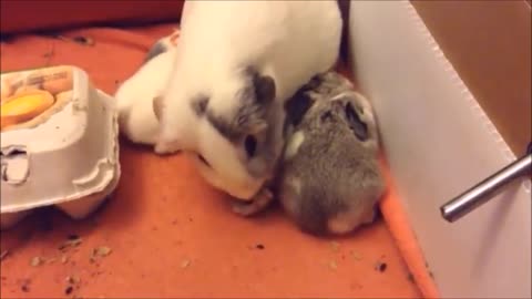 Baby Guinea Pigs Popcorning - CUTEST Compilation