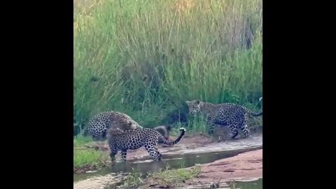 Honey Badger vs 3 Leopards - Who do you think won the battle?