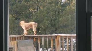 Poodle Dog Thinks He's a Cat